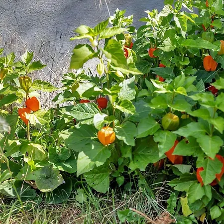 Ferienhaus 11868-nykobing-sj-fasanstien-16